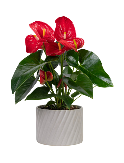 Flower Plant Flower Plant
